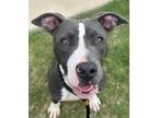 Adopt Waffles a Pit Bull Terrier, Mixed Breed
