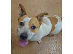 Adopt 55840559 a Cattle Dog, Mixed Breed