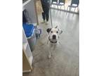 Adopt Amigo a Pit Bull Terrier, Mixed Breed