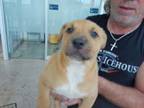 Adopt pup 2 a Pit Bull Terrier, Mixed Breed
