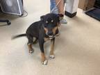 Adopt Pascal a Rottweiler, Mixed Breed