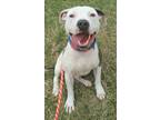 Adopt Malcom a Pit Bull Terrier, Mixed Breed