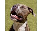 Adopt Dwayne a Pit Bull Terrier, Mixed Breed