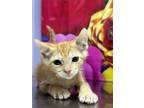 Adopt Lobster bisque a Domestic Short Hair