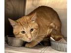 Adopt Kevin (working cat) a Domestic Short Hair