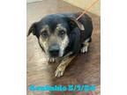 Adopt Dog Kennel # 33 Rosco a Dachshund, Mixed Breed