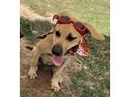 Adopt Cloudy day Litter-Cash a Black Mouth Cur, Mixed Breed