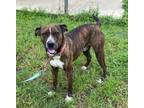 Adopt Tramp of Lady & The Tramp a Boxer, Mixed Breed