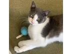 Adopt Crowley a Domestic Short Hair