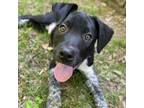 Adopt Theo a Australian Cattle Dog / Blue Heeler, Terrier