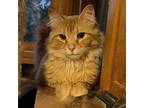 Adopt Roland McCracken a Domestic Long Hair