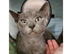 Adopt Gratt a Domestic Short Hair, Russian Blue