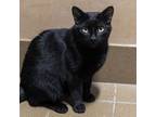 Adopt Sydney a Domestic Short Hair