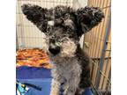 Adopt Toast a Schnauzer