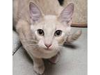 Adopt Lager - Reduced Fee! a Domestic Short Hair