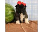 Akita Puppy for sale in Trenton, MO, USA