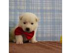 Akita Puppy for sale in Trenton, MO, USA