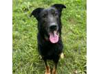 Adopt Jasper Stray Hold 5/7 a Mixed Breed, German Shepherd Dog