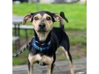 Adopt Waylon a Mixed Breed