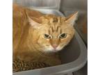 Adopt Tyler a Domestic Short Hair