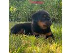 AKC Rottweiler