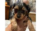 Yorkshire Terrier Puppy for sale in San Bernardino, CA, USA