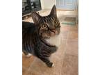 Adopt BOWIE a Domestic Short Hair