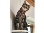 Adopt LENNON a Domestic Short Hair