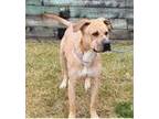 Adopt Chubbs a Shar-Pei