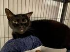 Adopt Casey a Domestic Short Hair