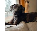 Adopt Oden a Pointer, Labrador Retriever