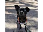 Adopt Orlando a Miniature Pinscher, Pug