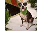 Adopt Speck a Pit Bull Terrier
