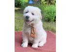 Adopt Frosty a Great Pyrenees