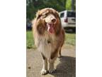 Adopt Amadeus a Australian Shepherd