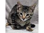 Adopt Virgil a Domestic Short Hair