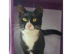 Adopt Fisher a Domestic Short Hair