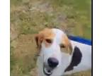 Adopt Gus a Treeing Walker Coonhound, Foxhound