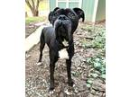 Adopt Bubbles a Boxer