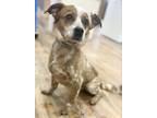 Adopt Bohdi a Australian Cattle Dog / Blue Heeler, Terrier