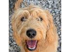 Adopt MICKEY a Golden Retriever, Poodle