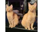 Adopt Cheeto & Chester a Domestic Short Hair