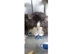 Adopt Micky a Domestic Long Hair