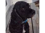Adopt Tucker a Poodle