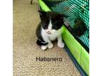 Adopt Habanero a American Shorthair