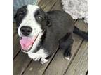 Adopt Kevin a Border Collie