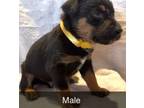 Adopt Rotti-Terrier #2 Male (Yellow Solid Collar) a Rottweiler, Terrier