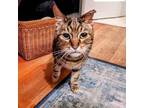 Adopt Kiki a Domestic Short Hair