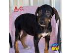 Adopt A.C. Slater a Doberman Pinscher, Mixed Breed