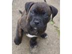 Adopt Motown a Boxer, Mixed Breed